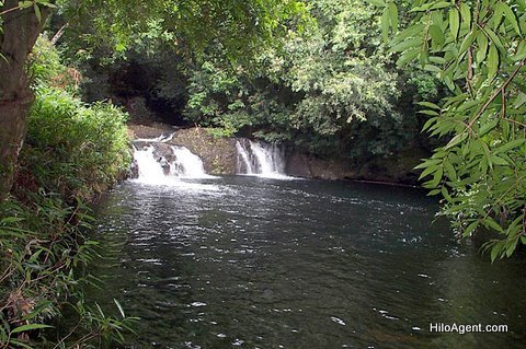 Hamakua stream